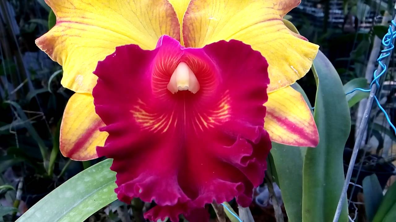 世界の野生蘭ORCHIDATLAS VOL. 3 Cattleya Laelia 0 世界の野生蘭