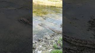 पानी में अजगर 🐍 की रफ़्तार देखो 😱🙏🐍