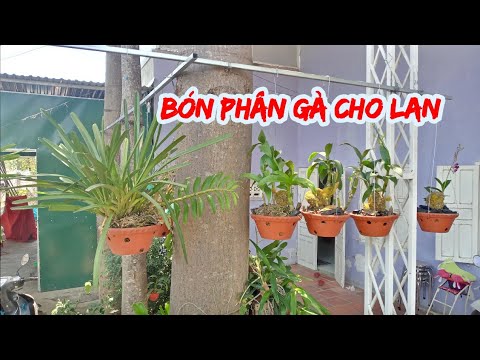 Bón phân gà cho lan | Foci