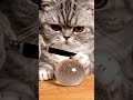 ute Exotic Shorthair Cat Watching Glass Fruit Cutting ASMR 🍊🔪🐾