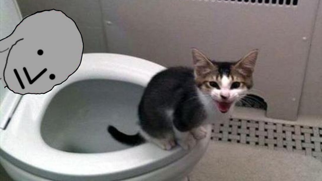 Memes that I watch on the toilet