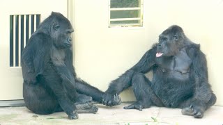 Daughter gorilla worried about pranked mother｜Shabani Group
