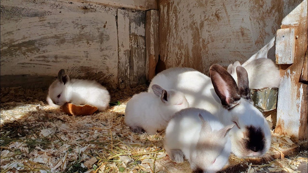 Rabbit Farming-Ferma de iepuri californieni a lui Madalin Radulescu - kaninken - lapins - kroliki