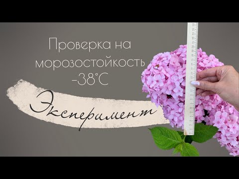 НЕ УКРЫЛА КРУПНОЛИСТНУЮ ГОРТЕНЗИЮ НА ЗИМУ И ВОТ РЕЗУЛЬТАТ!  -35°С