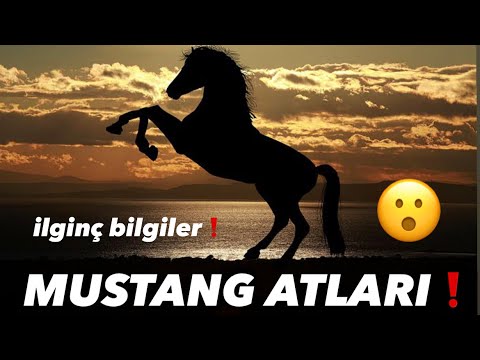 Video: Amerikan Mustang Atı Hipoallergen, Sağlamlıq Və Ömür Aralığı