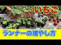 いちごの苗が欲しい人は、ランナーを育てましょう〜サラリーマンでも出来るいちご栽培シリーズ〜