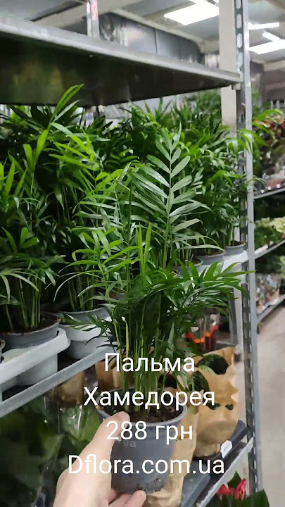 Пальма Хамедорея dflora.com.ua #houseplants #indoorgarden #рослини #кімнатнірослини