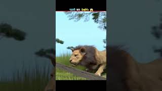 #facts #animals #lion #cartoon #amazingfacts #jiskeaanesemukammalhogayithizindagisong #lifeisbutadre