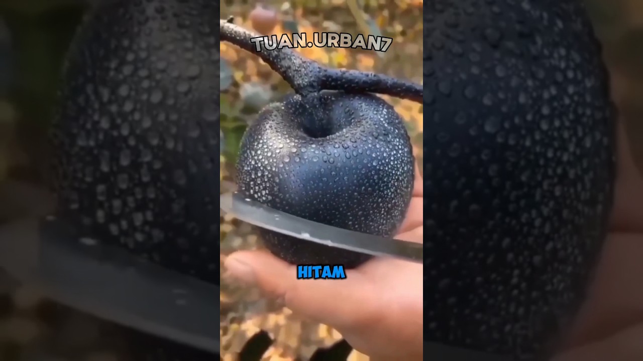 Jangan pernah memakan apel HITAM‼️🍏