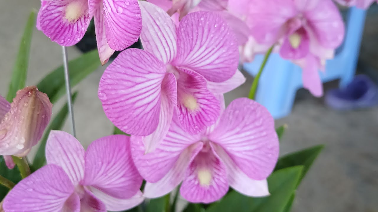 hang su tam kinh moi .lh 0949.069.727!