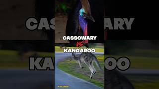 Cassowary vs Kangaroo who wins? #cassowary #kangaroo #battle #animalvsanimal #fight