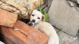 One puppy was abandoned ! What's wrong with its mouth ?It hides in the corner, very timid