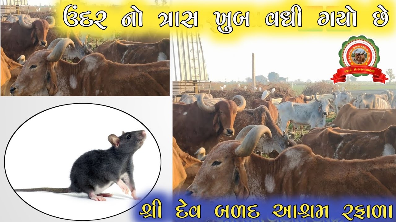 ઘોડી વેચવાની છે 🐎🐎🐎