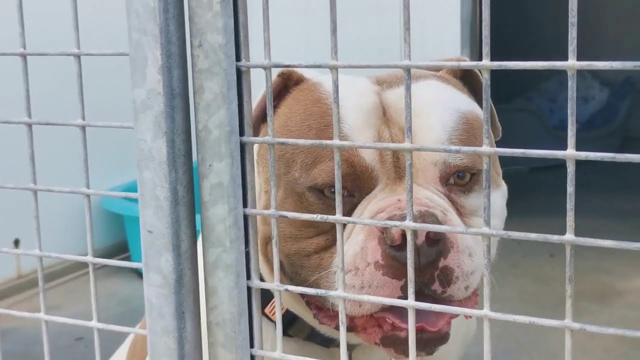 Les chiens à l'adoption fin aout. YouTube