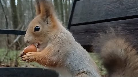 Лапанья И 🌰 /😂🤗 Активно Работаем 😂 #squirrel #shortvideo #shorts #reels #rek #comedy #cute #funny 