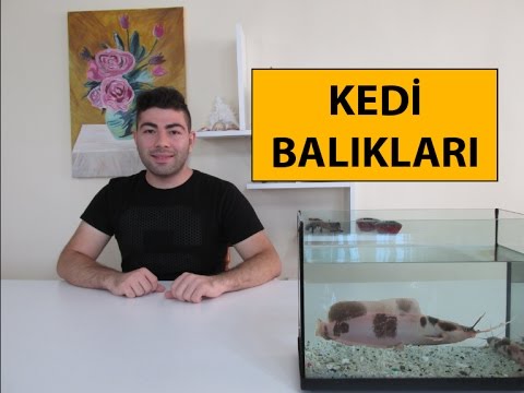 Yuruyen Kedi Baliklari Youtube