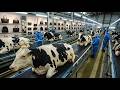 Inside the Cow-Leather Factory: How Premium Luxury Goods bags Are Made from Cow Skin | Full Process