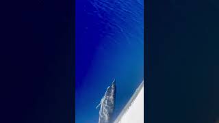 Dolphins Play in the Water Close to a Boat
