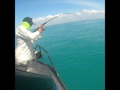 Sharks and Mackerel-  Offshore Boats - Darwin Fishing Charters