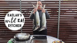 Kahawai (Australian salmon) catch & no cook!