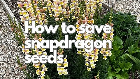 How to save snapdragon seeds