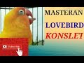 Masteran Lovebird Konslet Ampuh Mp3 - Mp4 Download