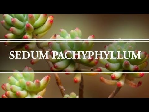 types of jelly beans succulent | Alma Ayora