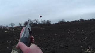 Золотой фазан - такой фазан попался всего второй раз...Охота на фазана. Hunting for a pheasant.