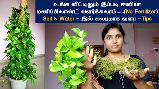 How to grow money plant in water & soil from cutting in tamil | மணிபிளான்ட் வளர்ப்பு  முறை தமிழ்...