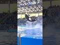 San Antonio SeaWorld San Antonio SeaWorld