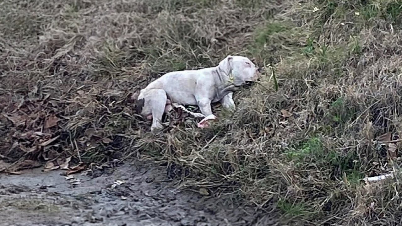 "He Couldn't Say Goodbye", A Loyal Dog Refused to Leave His Dead Friend ...
