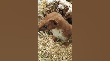 Thumbnail of Pop Goes The Weasel #shorts