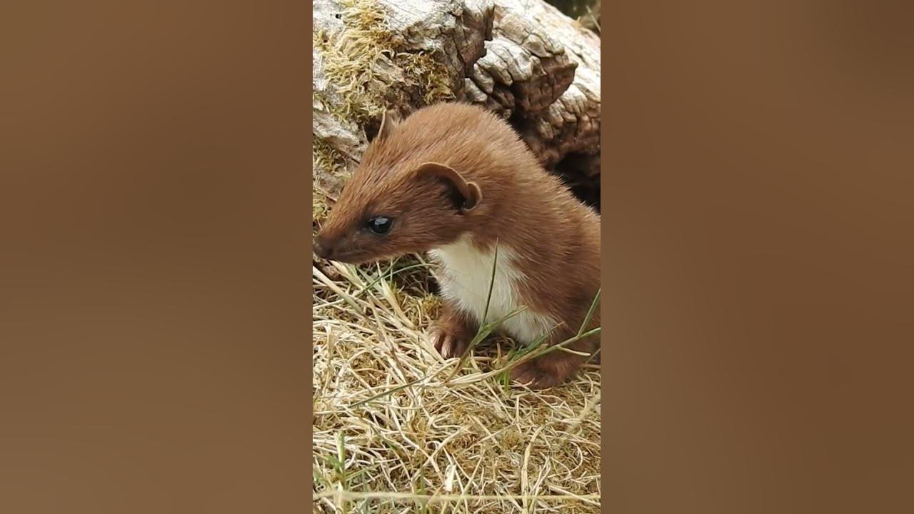 Pop Goes The Weasel #shorts Pop Goes The Weasel #shorts