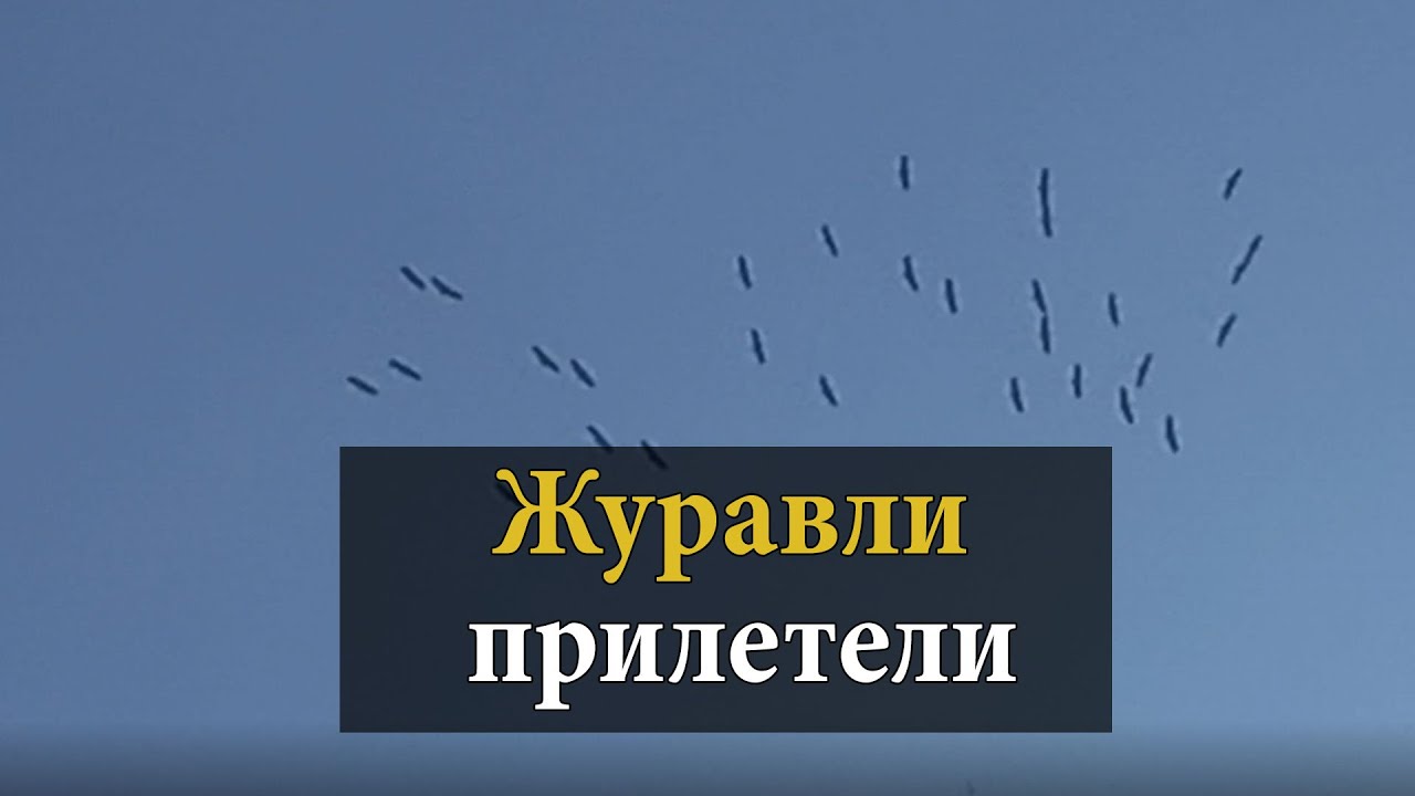 Пшеничный журавлиный крик. Журавли прилетели Потанин. Книга Журавли прилетели. Когда прилетают Журавли. Журавли прилетели в Калининград.