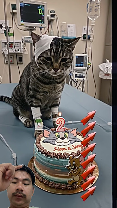 #animalintelligence #cat #cake #o #cute #aiandcats #happybirthday #aicats #funny #kitten