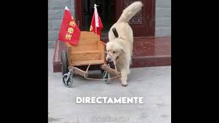 Este Perrito Terminó Siendo un Héroe! 😱🐕