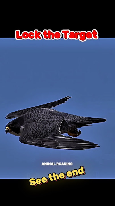 Peregrine falcon Attack on prey 🥶 🤯☠️ #shorts #ytshorts #edit