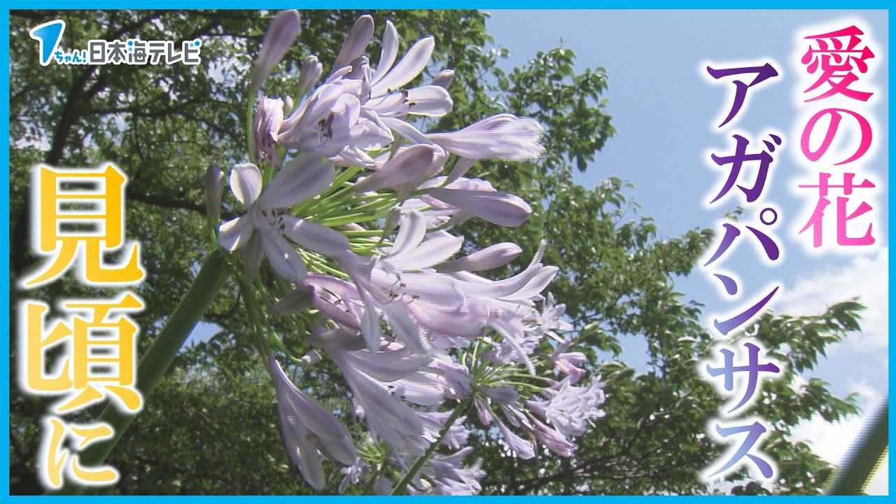 愛の花】アガパンサスが見頃 薄紫色の可憐な花びらが夏に涼しさを 鳥取