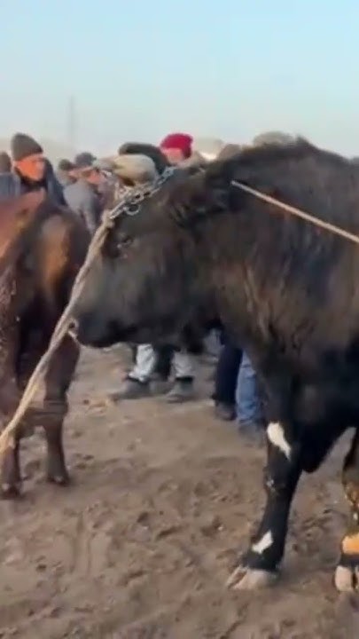 Гигант 🙄 БЫК ОГРОМНЫЙ Супер #узбекистан #shorts #казахстан #кыргызтан ...