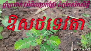 អំពិលប្រក់ផ្លែ ថ្នាំត្រជាក់ យ៉ាងពូកែស័កសិទ្ធិ ឱសថទេវតា