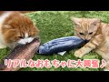 お魚大好き♪リアルなおもちゃに大興奮しちゃう猫w。