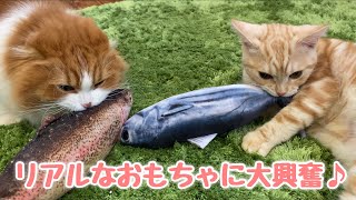 お魚大好き♪リアルなおもちゃに大興奮しちゃう猫w。