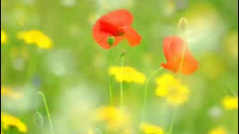 Wayne Dyer How To Get What You Really Want, Part 1