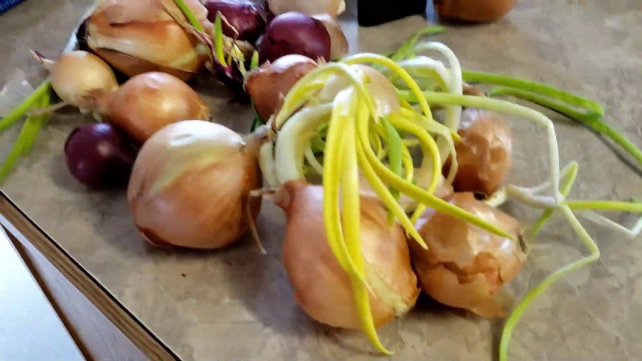 2020 April 6 - Frying Home Grown Potatoes & Onions