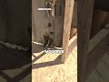 Esta granada de fumaça impedirá o ataque dos Terroristas no mapa Dust 2 do CS2 #shorts