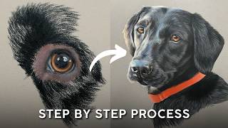 How to Draw Black Fur - Labrador Drawing in Pastel Pencils