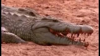 KEKERINGAN DI SAFANA AFRIKA HEWAN SALING BEREBUT AIR HEWAN SALING SERANG