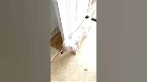 How my Dogs enjoyed a hot & humid TEXAS weather day .  (  July 13 2023 ) - DayDayNews