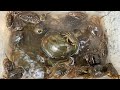 Great for Catching,Crabs,Snails live in the Rice fields.