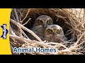 Amazing animal homes l nests dens holes l how do animals build their homes  l little fox